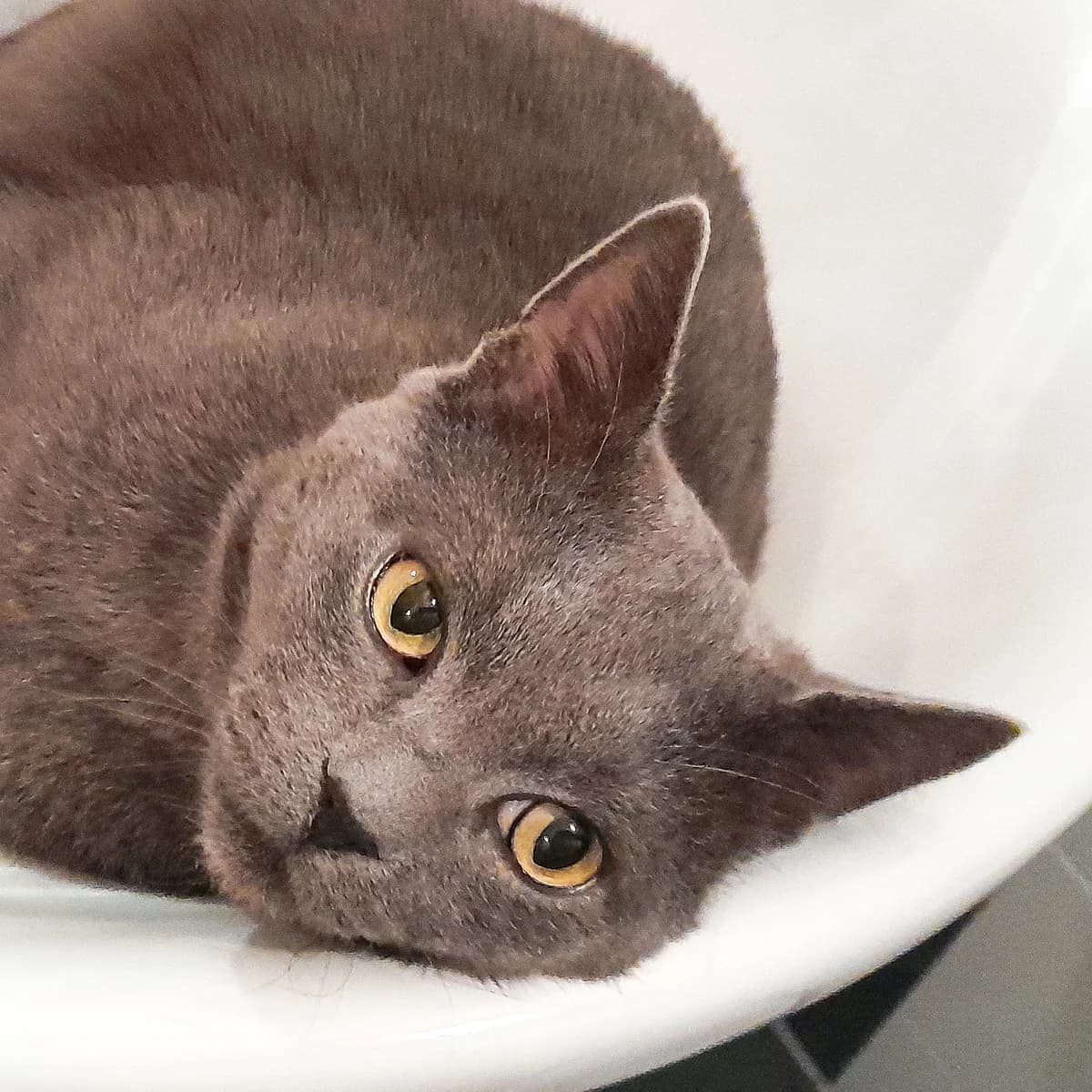 Johann, male British Shorthair for adoption at TierQuarTier Wien, Vienna