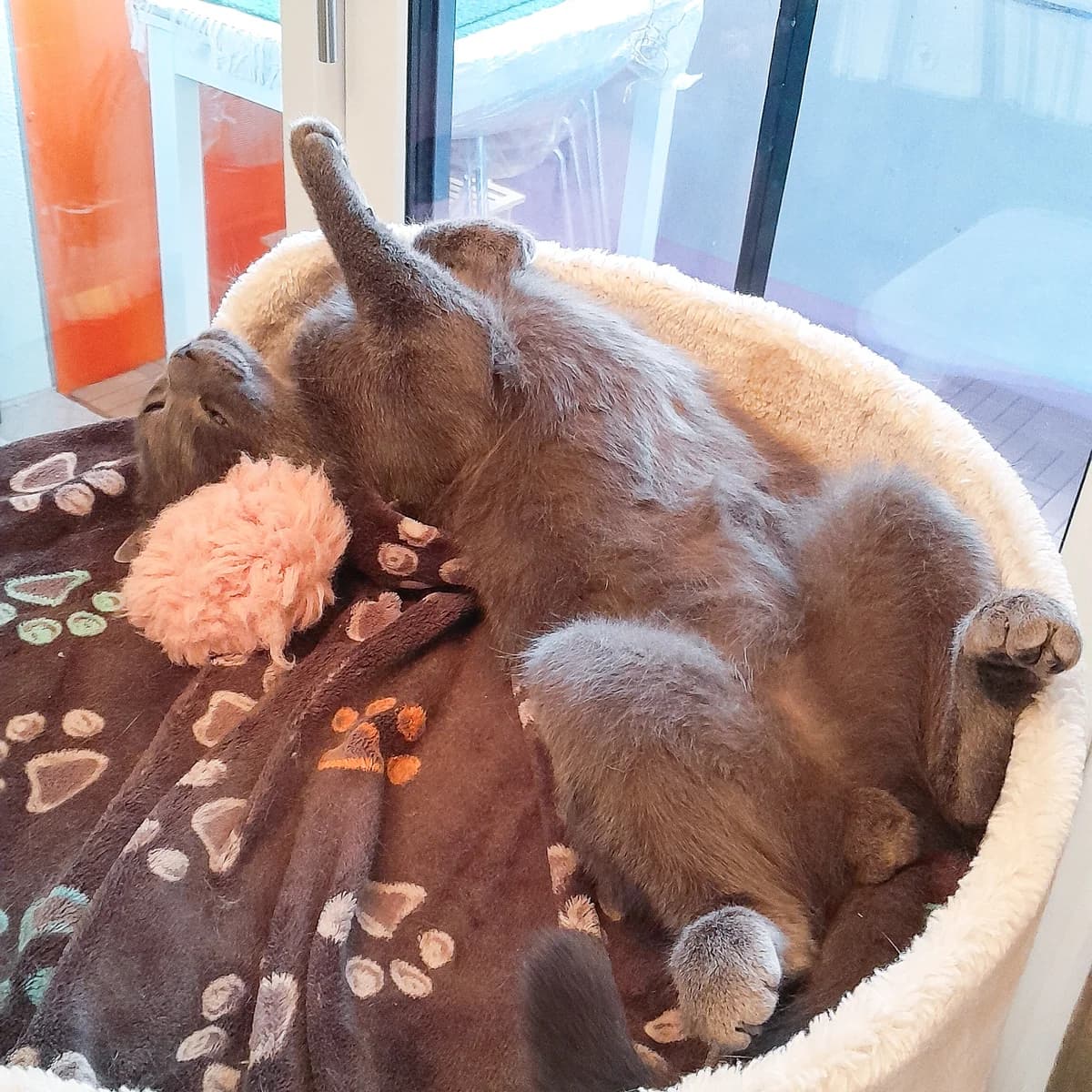 Johann, male British Shorthair for adoption at TierQuarTier Wien, Vienna — photo 2 of 4