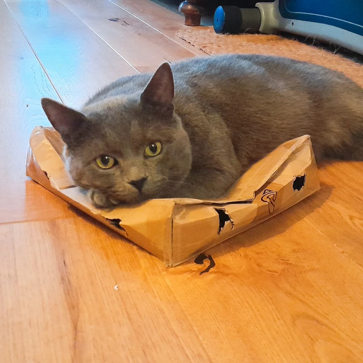 Johann, male British Shorthair for adoption at TierQuarTier Wien, Vienna — photo 3 of 4