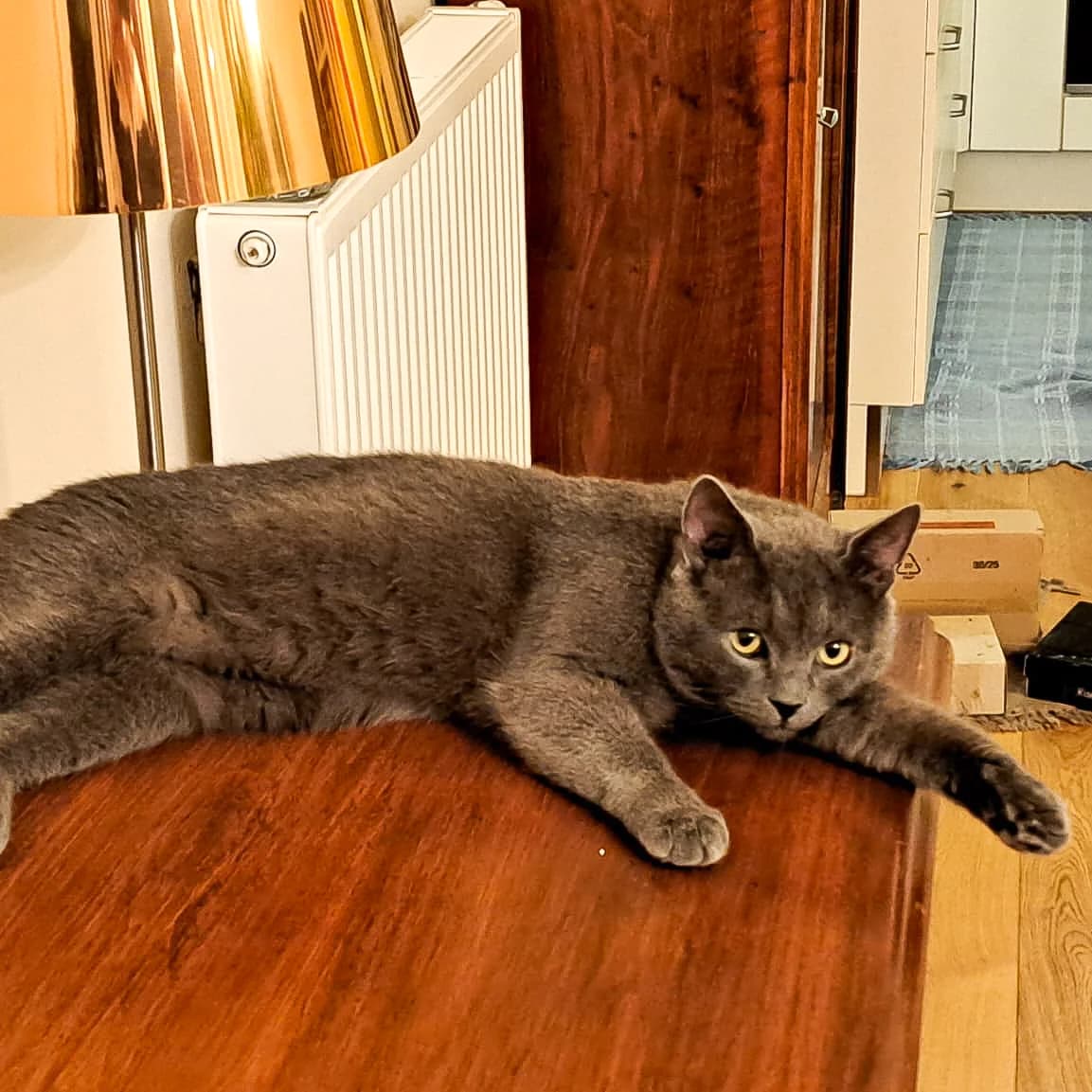 Johann, male British Shorthair for adoption at TierQuarTier Wien, Vienna — photo 4 of 4