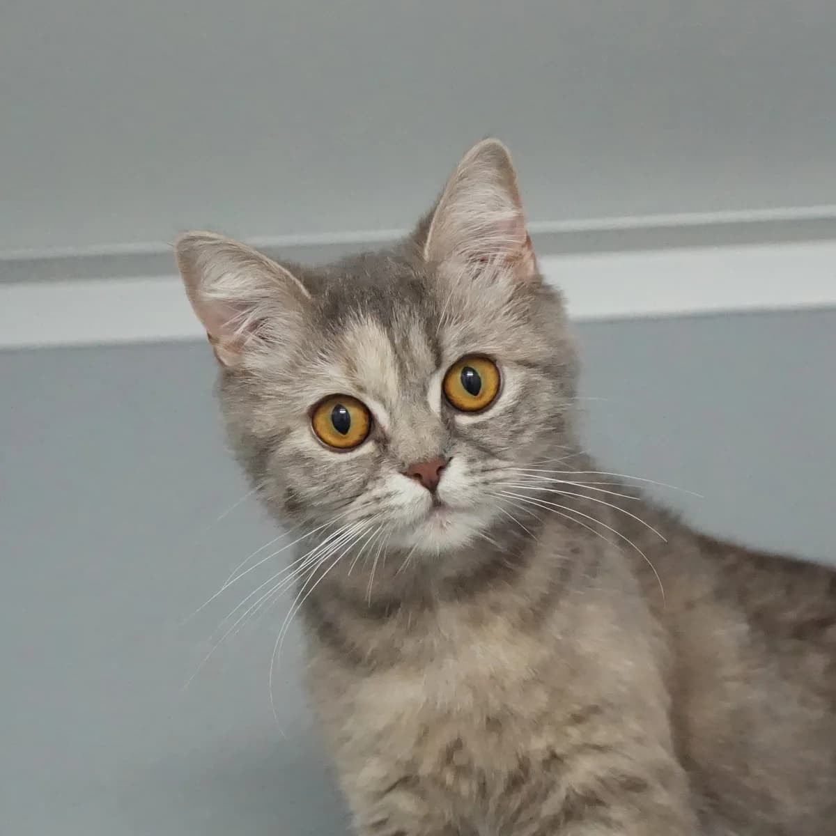 Juli, female mixed breed for adoption at TierQuarTier Wien, Vienna