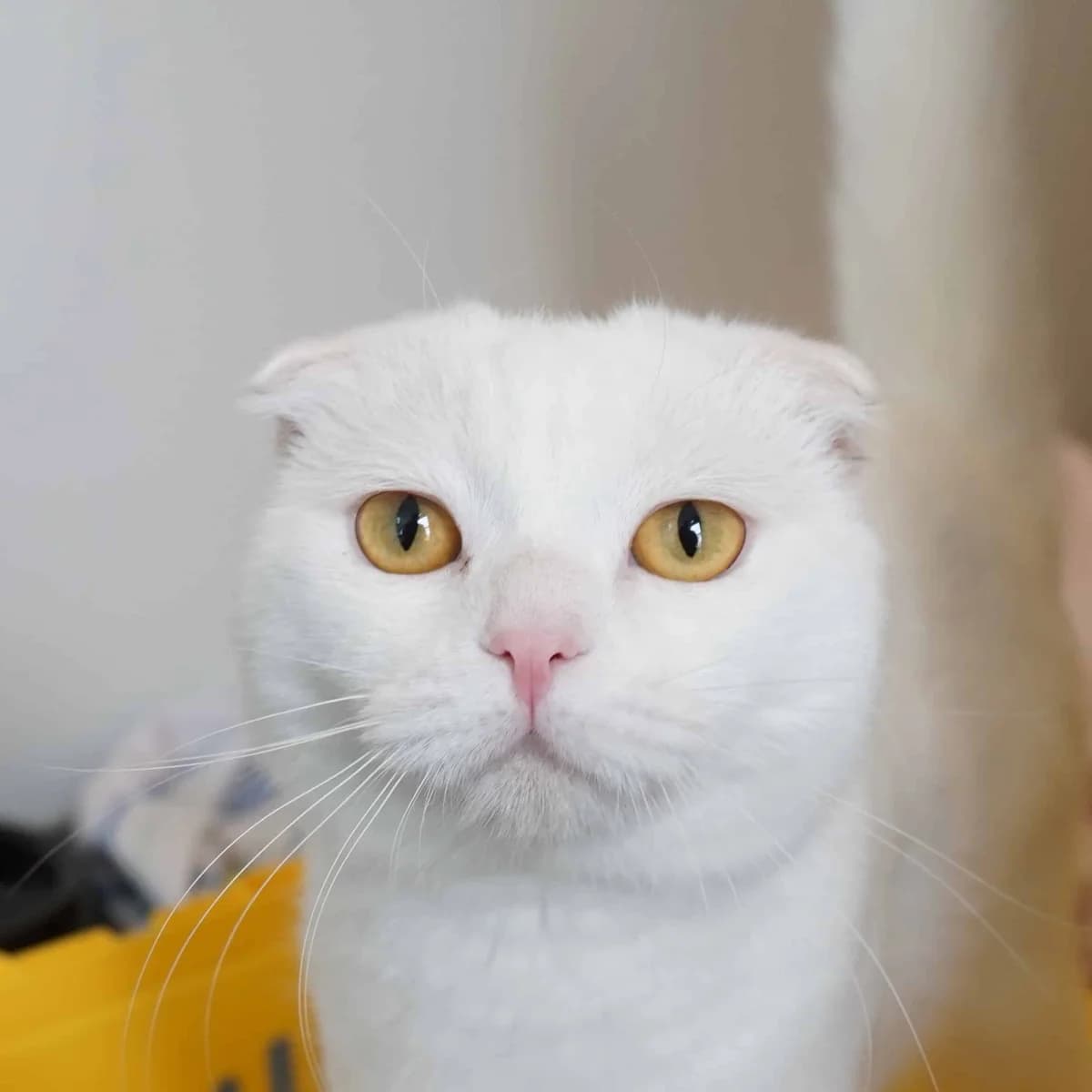 Julius, male Scottish Fold for adoption at TierQuarTier Wien, Vienna