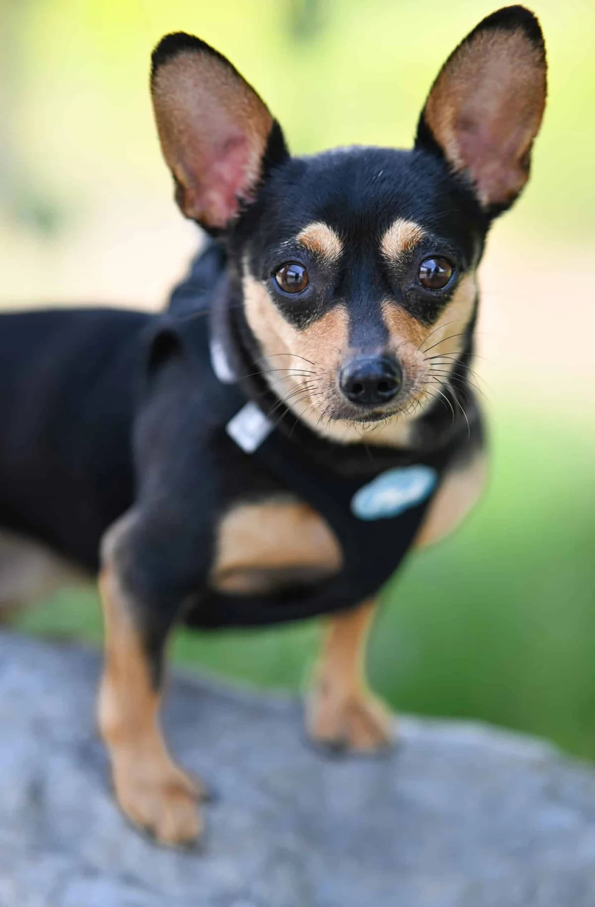 June, female mixed breed for adoption at TierQuarTier Wien, Vienna