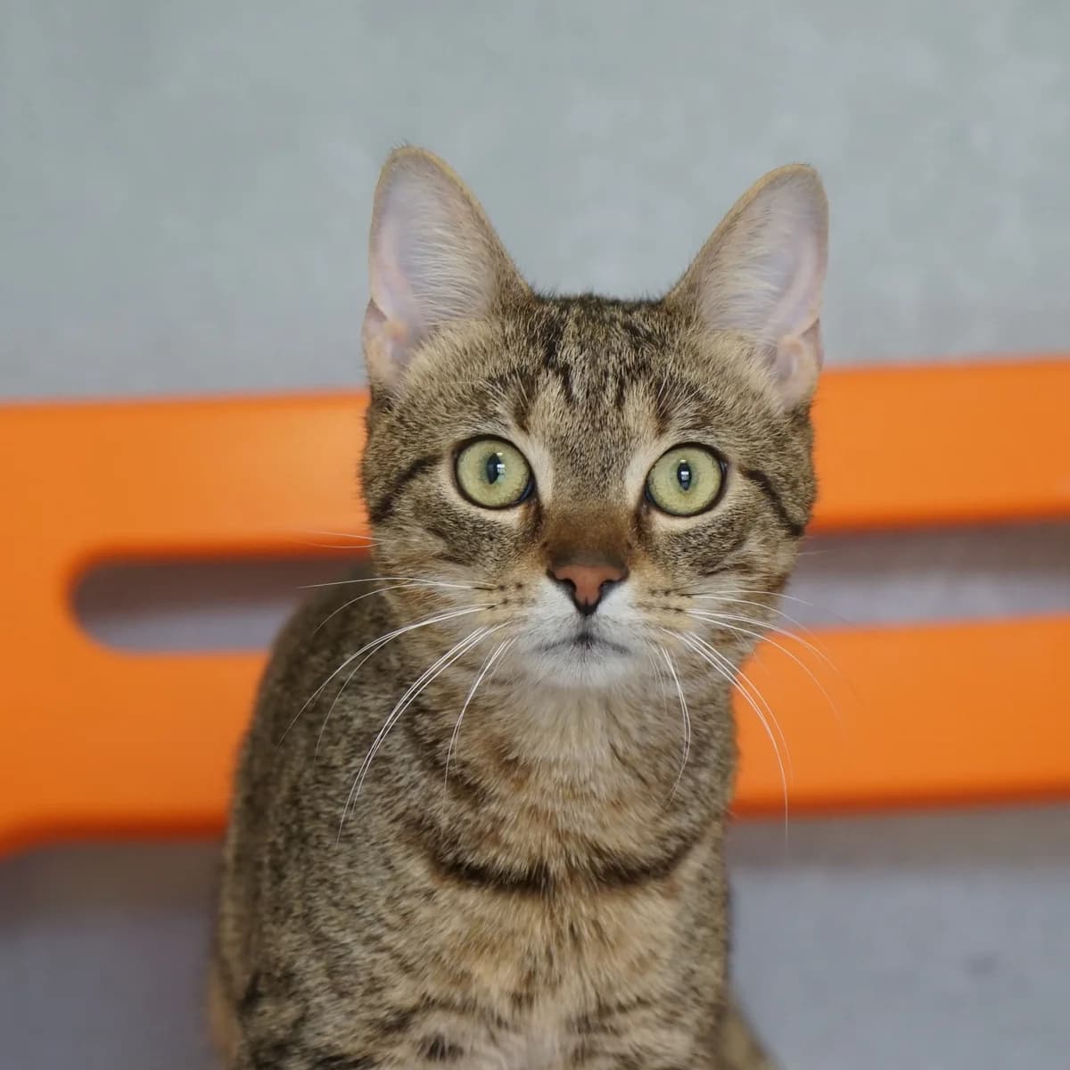 Karlchen, male mixed breed for adoption at TierQuarTier Wien, Vienna