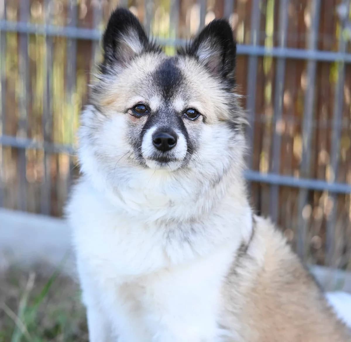 Kelly, female mixed breed for adoption at TierQuarTier Wien, Vienna