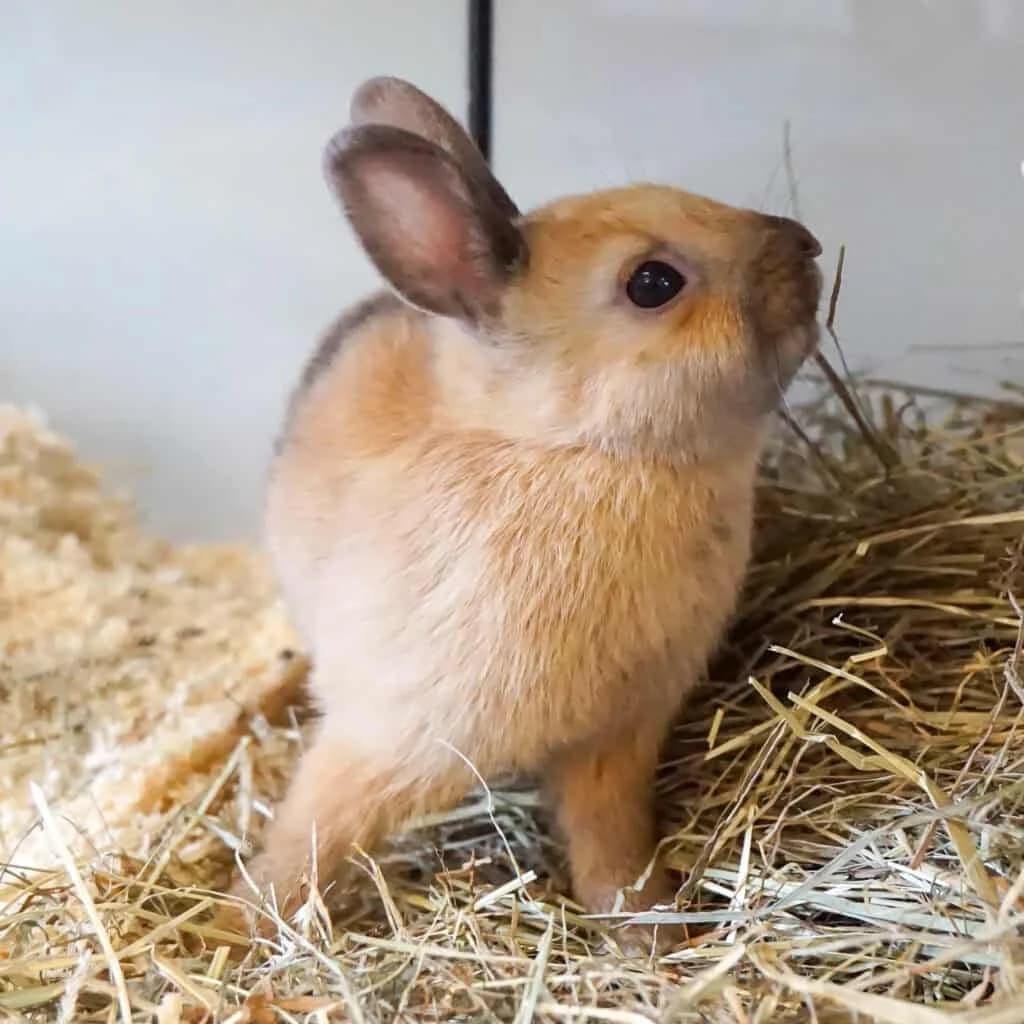 Kevin, Mixed Breed for adoption at TierQuarTier Wien, Vienna