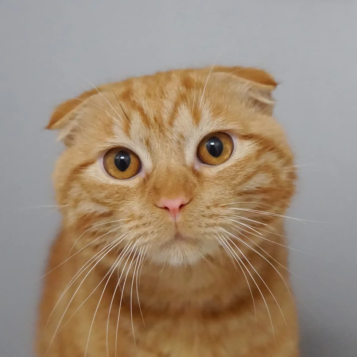 Kimchi, male Scottish Fold for adoption at TierQuarTier Wien, Vienna
