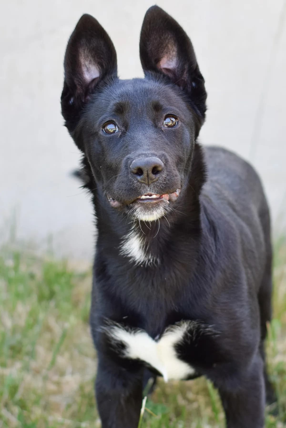 Kona, female German Shepherd for adoption at TierQuarTier Wien, Vienna