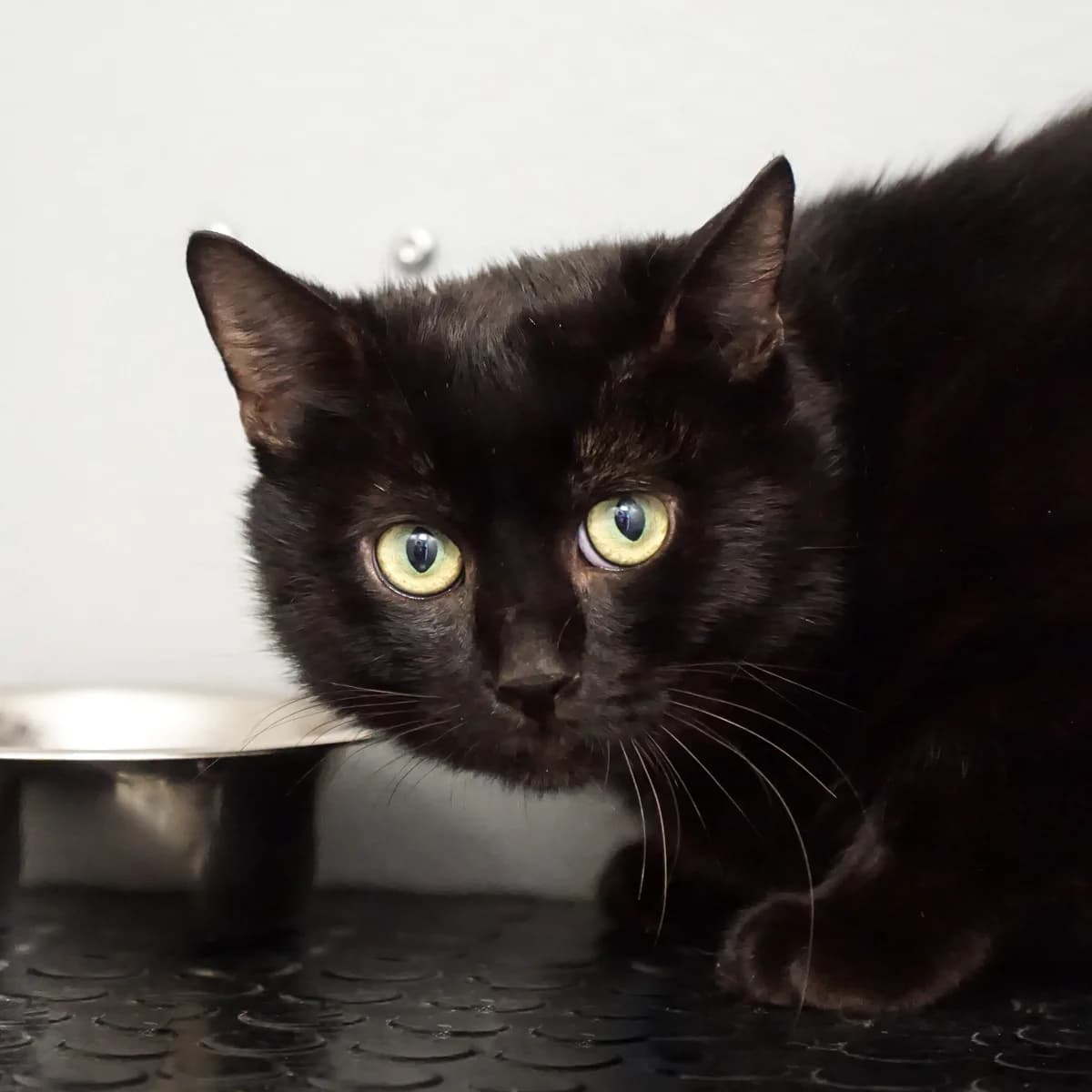 Lenny, male mixed breed for adoption at TierQuarTier Wien, Vienna