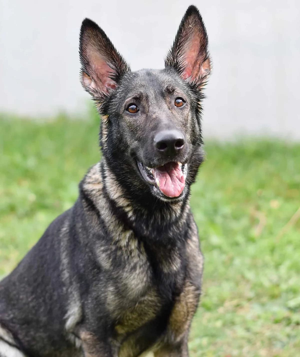 Lilly, German Shepherd (TierQuarTier Wien)
