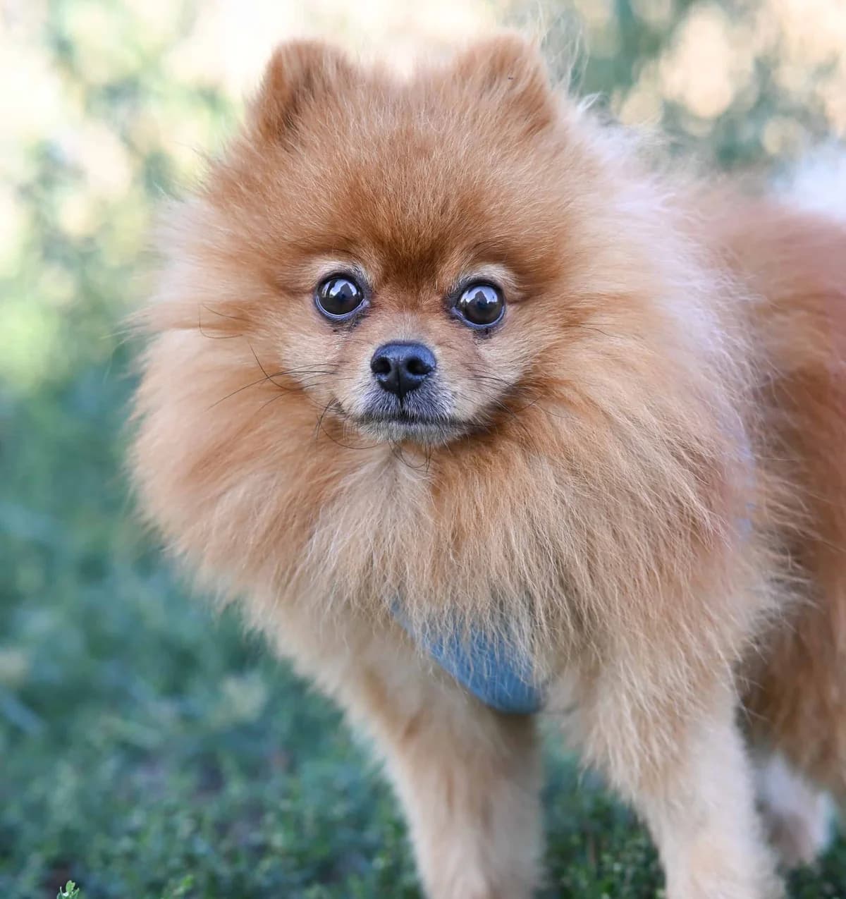 Lino, male Pomeranian for adoption at TierQuarTier Wien, Vienna
