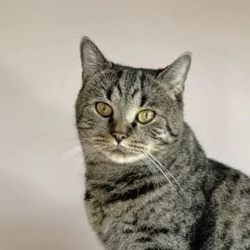 Junis, male mixed breed for adoption at TierQuarTier Wien, Vienna