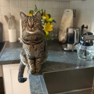 Junis, male mixed breed for adoption at TierQuarTier Wien, Vienna — photo 2 of 4