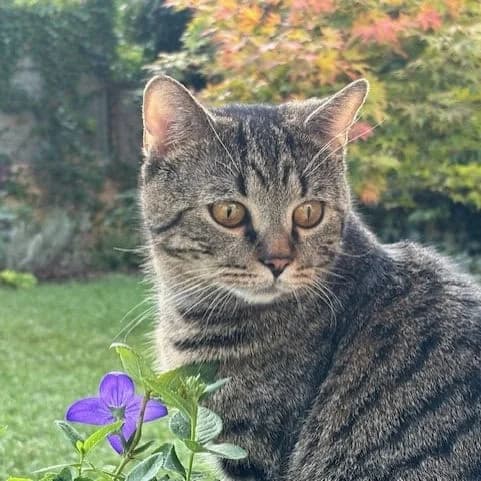 Junis, male mixed breed for adoption at TierQuarTier Wien, Vienna — photo 3 of 4