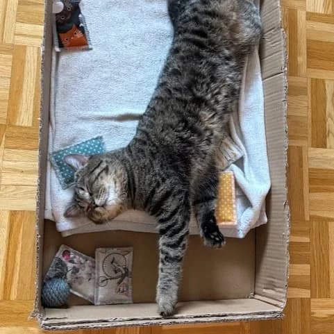 Junis, male mixed breed for adoption at TierQuarTier Wien, Vienna — photo 4 of 4