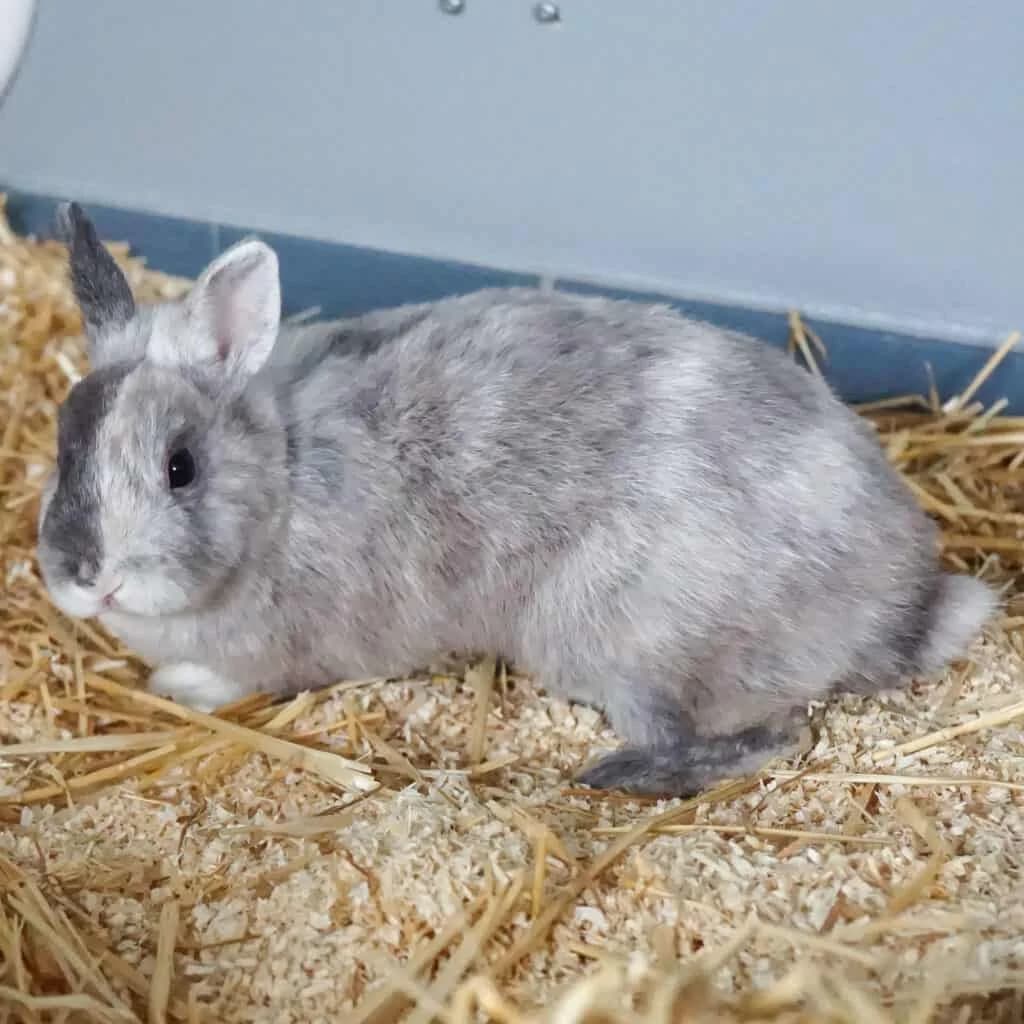 Lisina,  Mixed Breed for adoption at TierQuarTier Wien, Vienna