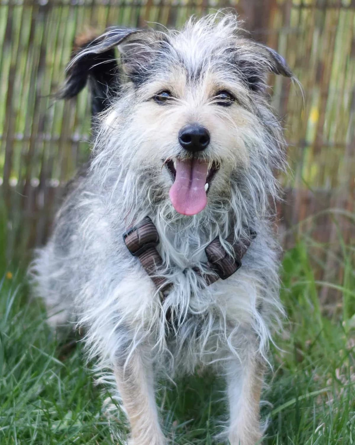 Lissi, female mixed breed for adoption at TierQuarTier Wien, Vienna