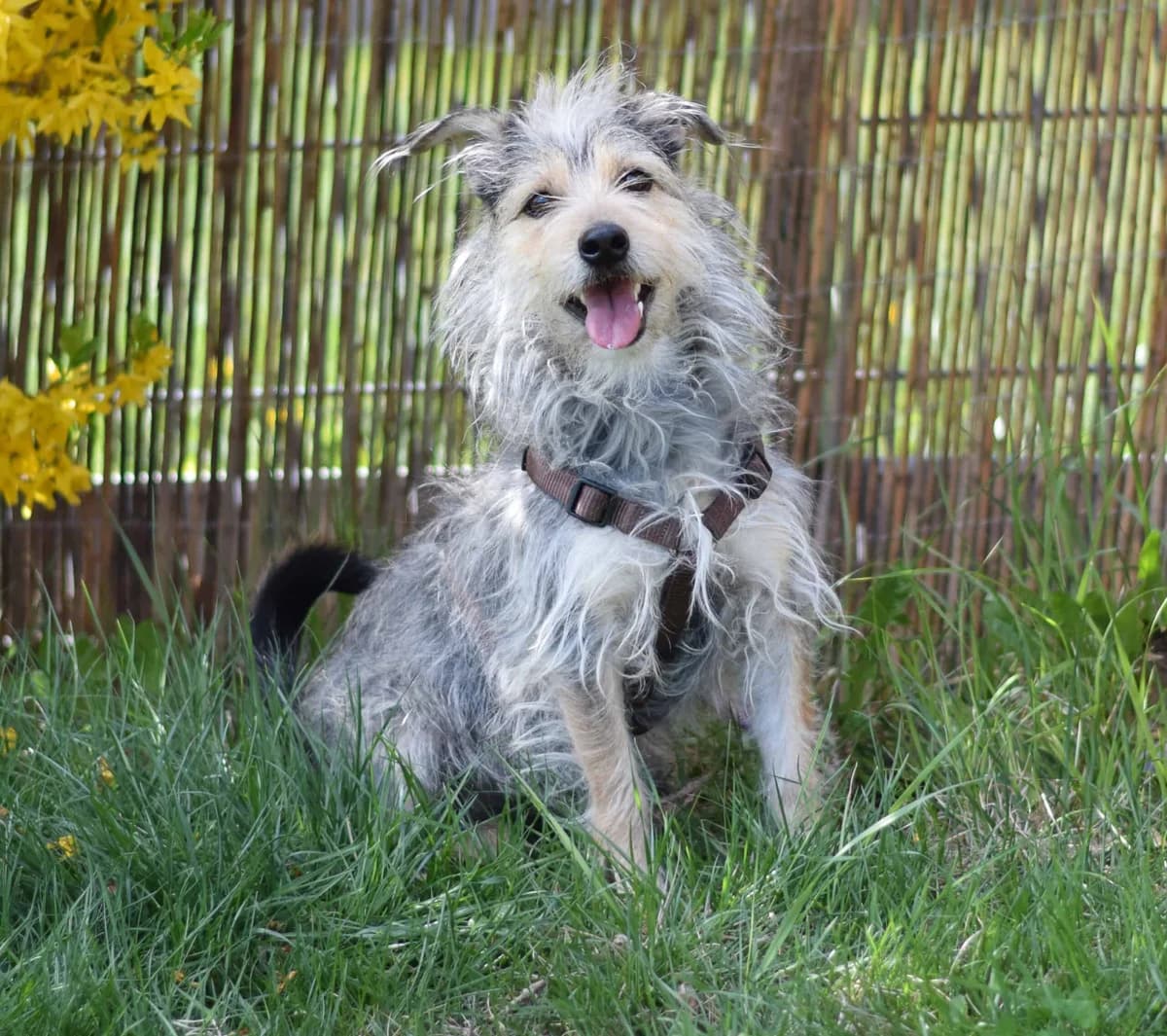 Lissi, female mixed breed for adoption at TierQuarTier Wien, Vienna — photo 2 of 5
