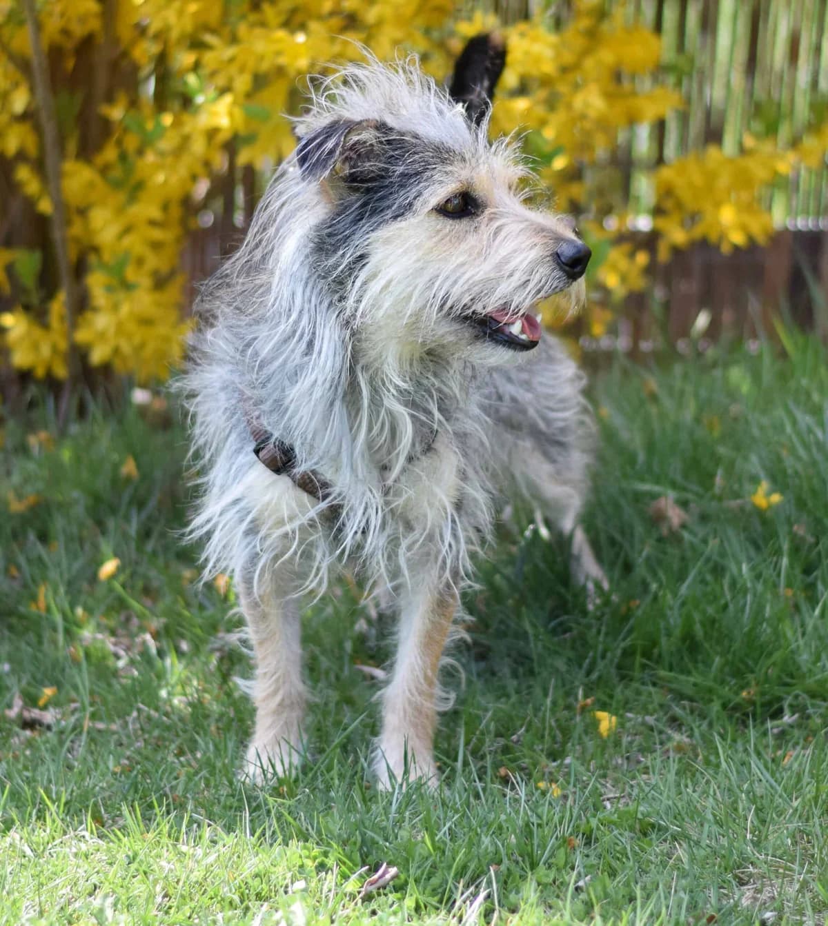 Lissi, female mixed breed for adoption at TierQuarTier Wien, Vienna — photo 3 of 5