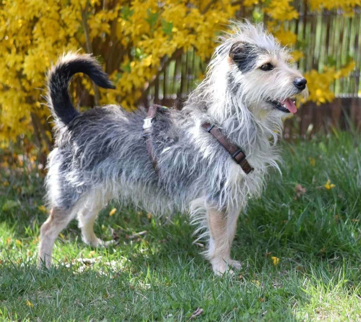 Lissi, female mixed breed for adoption at TierQuarTier Wien, Vienna — photo 4 of 5