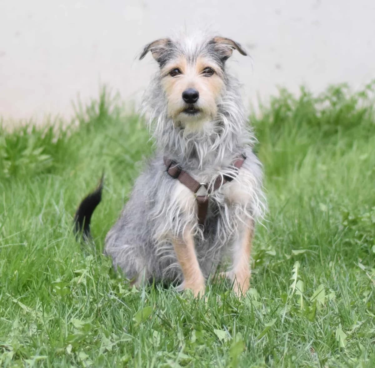 Lissi, female mixed breed for adoption at TierQuarTier Wien, Vienna — photo 5 of 5