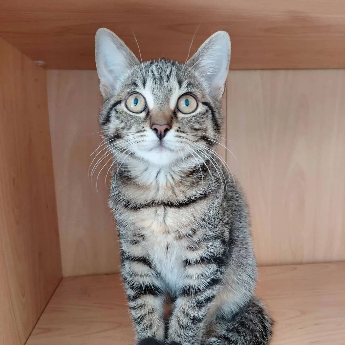 Lizzie, female mixed breed for adoption at TierQuarTier Wien, Vienna