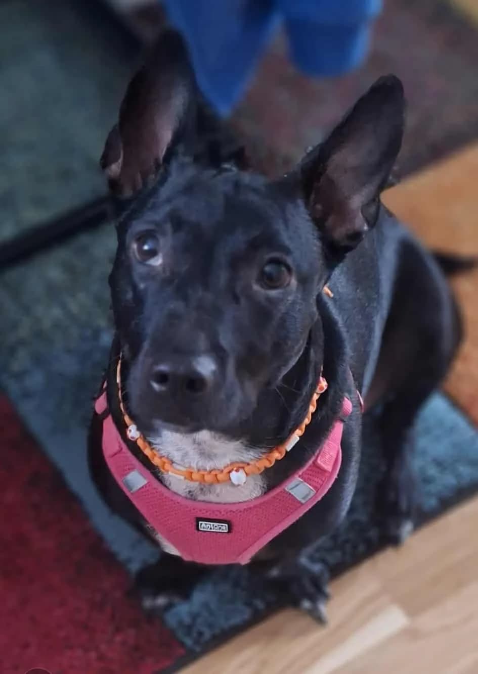 Luna, Mixed Breed (TierQuarTier Wien)