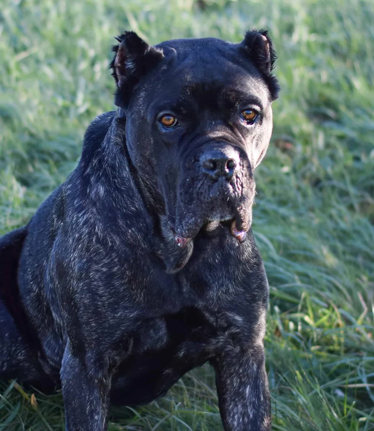 Lyra, female Cane Corso for adoption at TierQuarTier Wien, Vienna