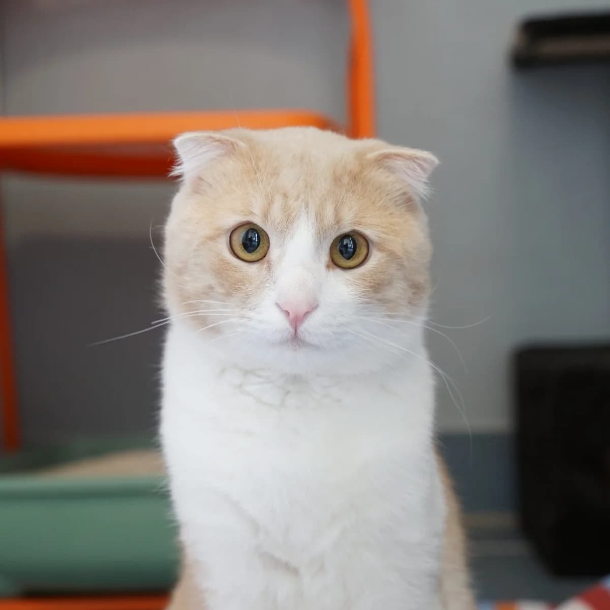 Mac, male Scottish Fold for adoption at TierQuarTier Wien, Vienna