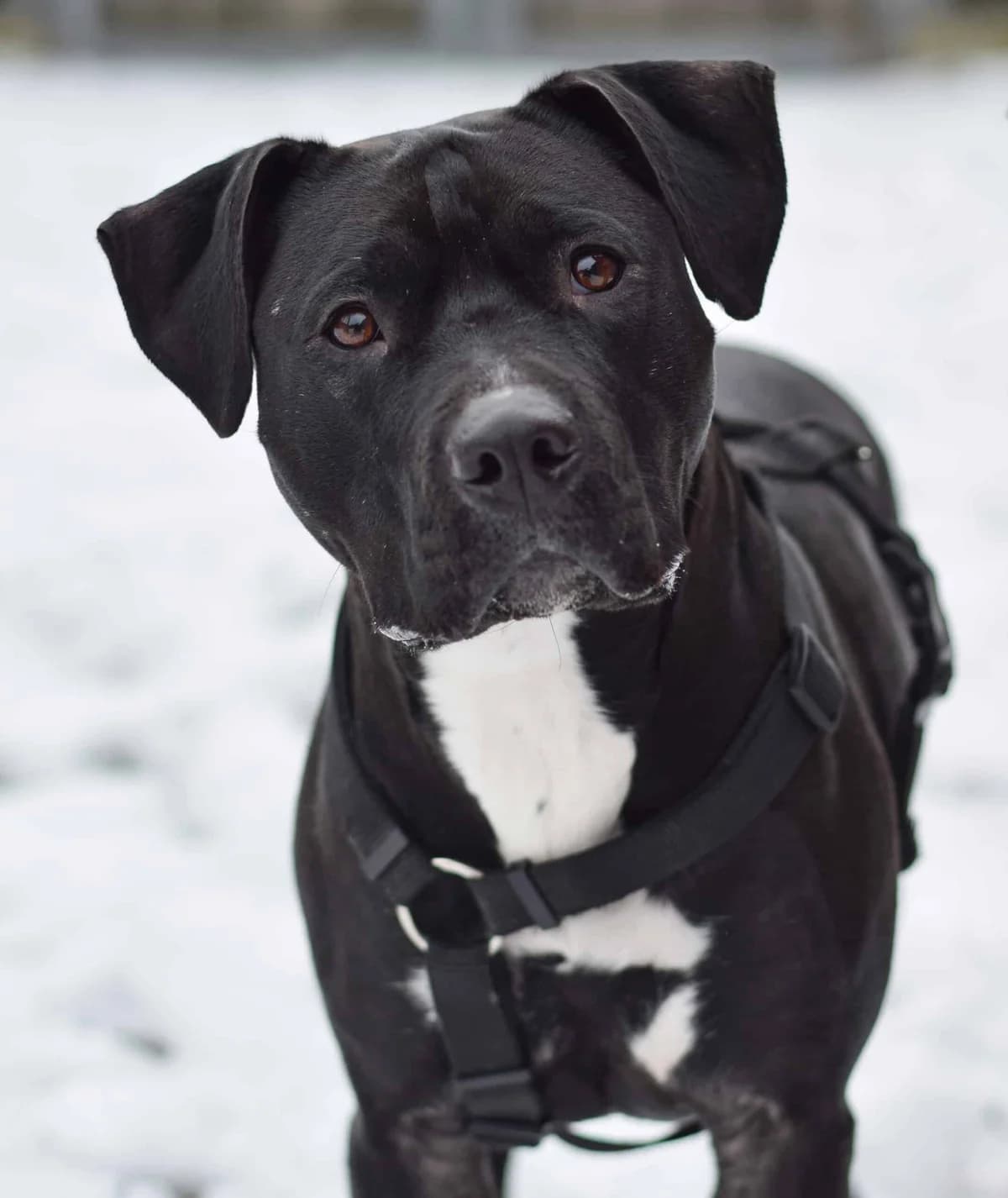 Makima, American Staffordshire Terrier (TierQuarTier Wien)