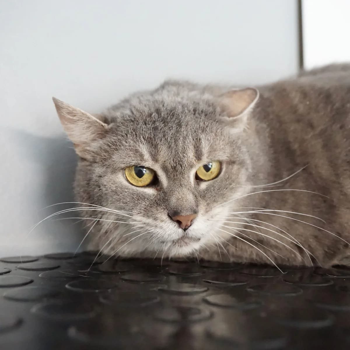 Mariposa, female mixed breed for adoption at TierQuarTier Wien, Vienna