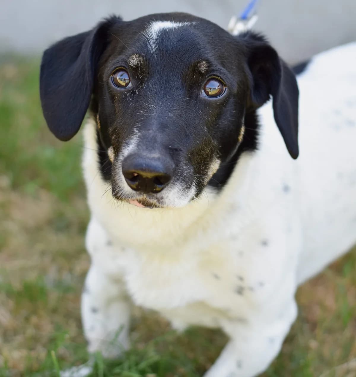 Marshall, Mixed Breed (TierQuarTier Wien)