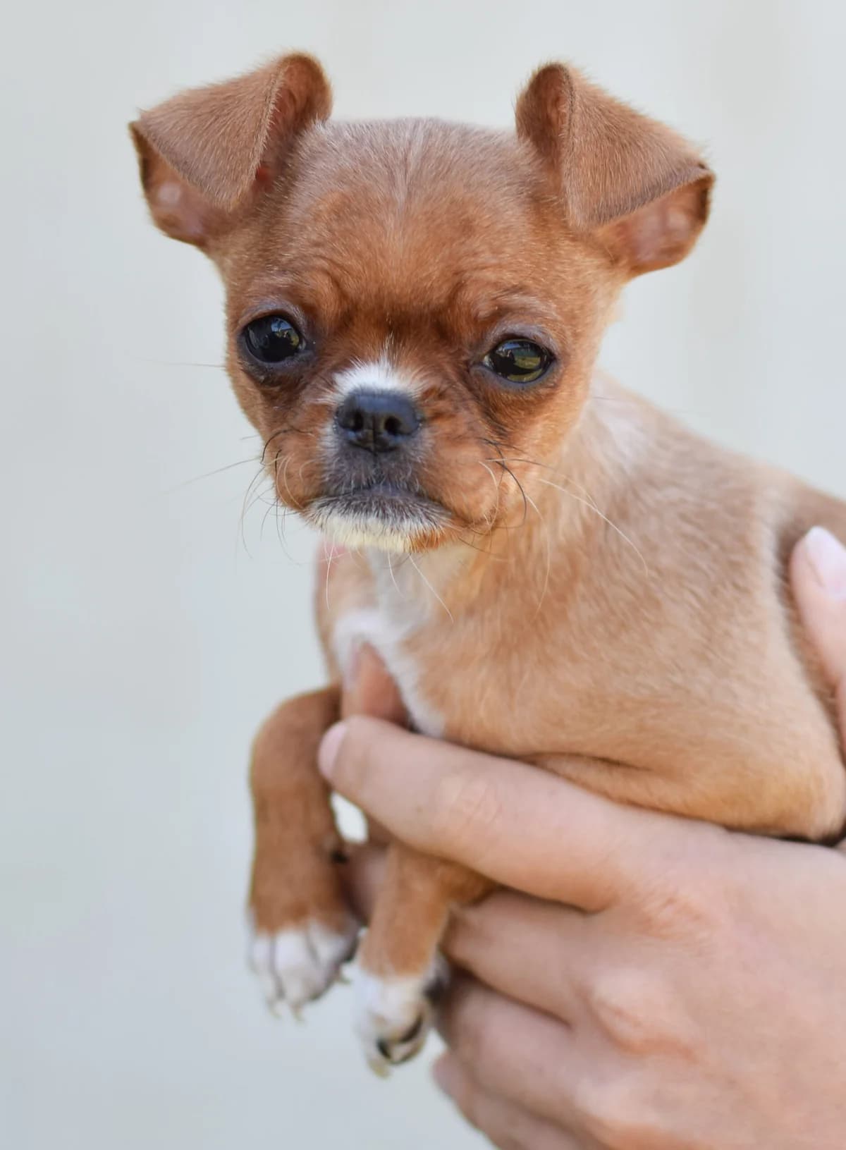 Marzipan, Chihuahua (TierQuarTier Wien)