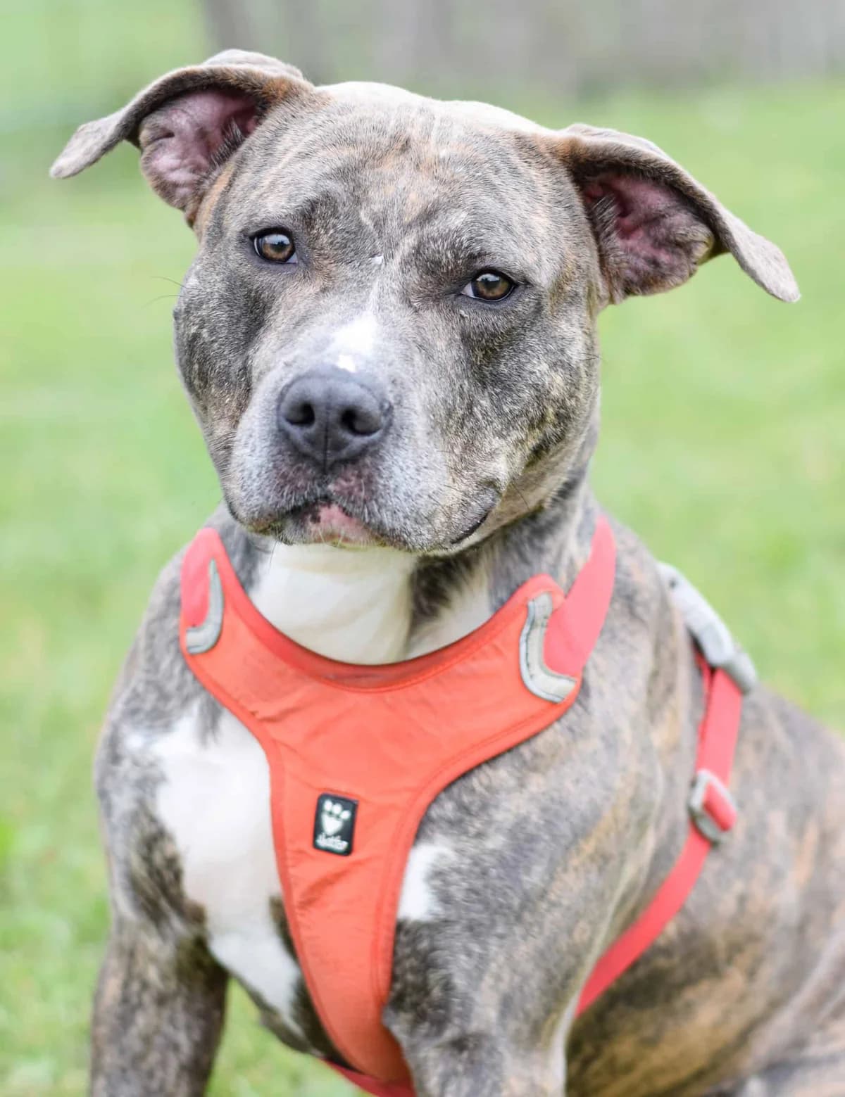 Matcha, American Staffordshire Terrier (TierQuarTier Wien)