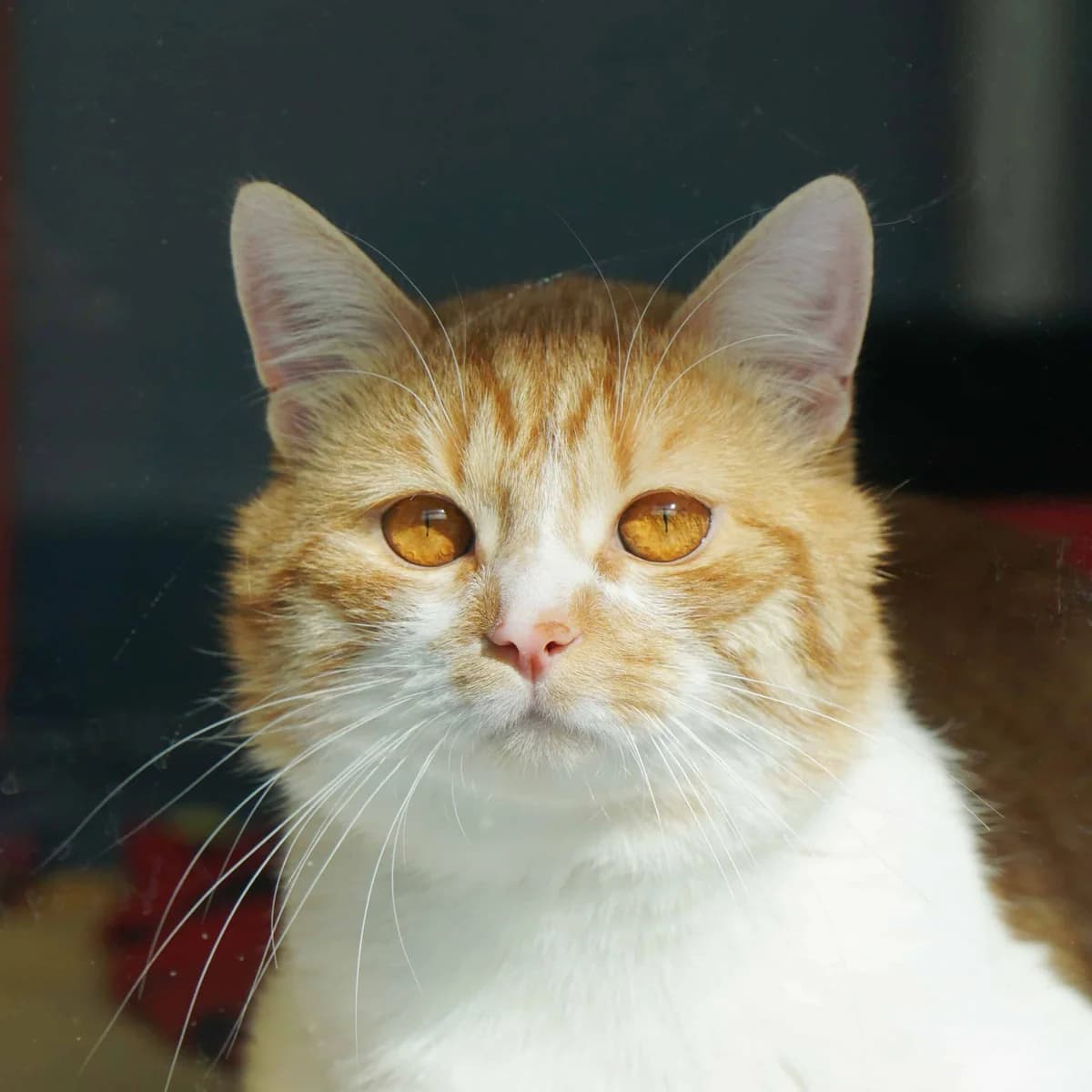 Maurin, male mixed breed for adoption at TierQuarTier Wien, Vienna