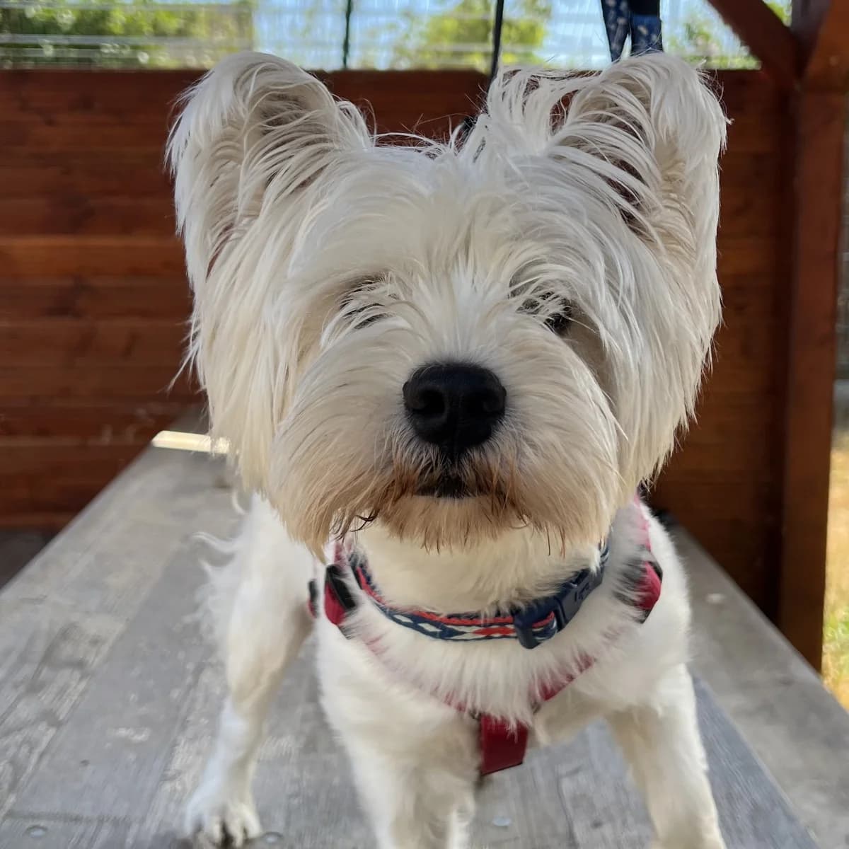 Maverik, male West Highland White Terrier for adoption at TierQuarTier Wien, Vienna