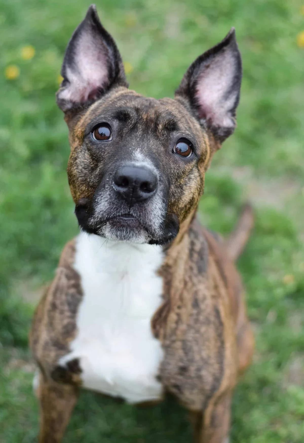 Mavis, American Staffordshire Terrier (TierQuarTier Wien)
