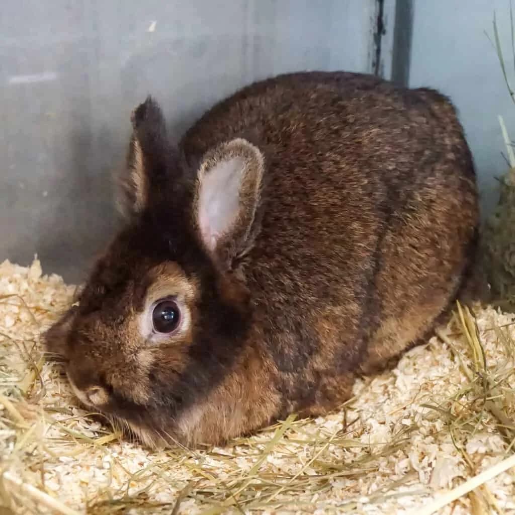 Michael,  Mixed Breed for adoption at TierQuarTier Wien, Vienna