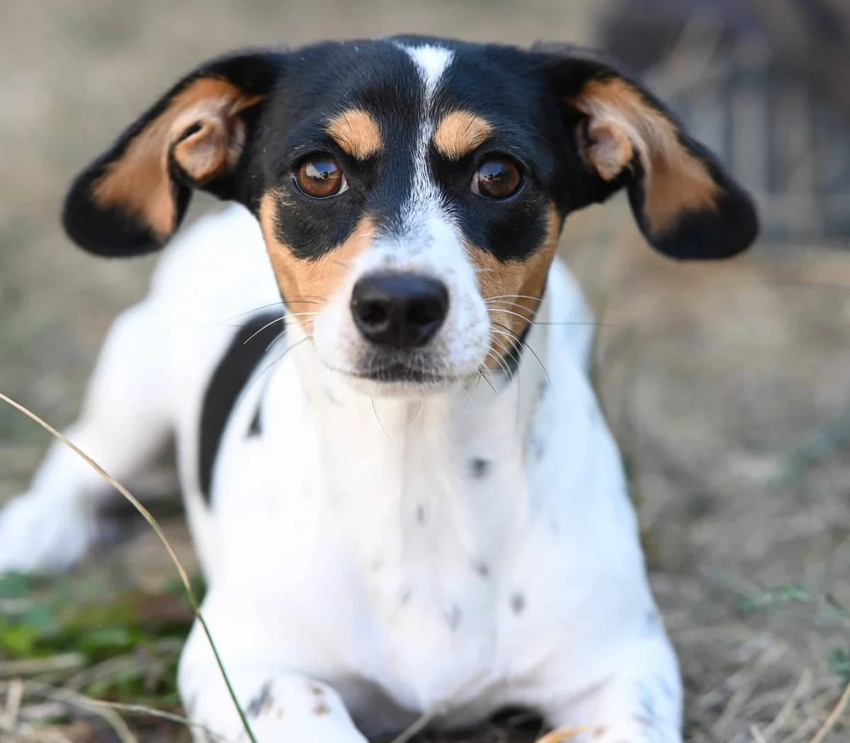 Milka, female Dachshund for adoption at TierQuarTier Wien, Vienna