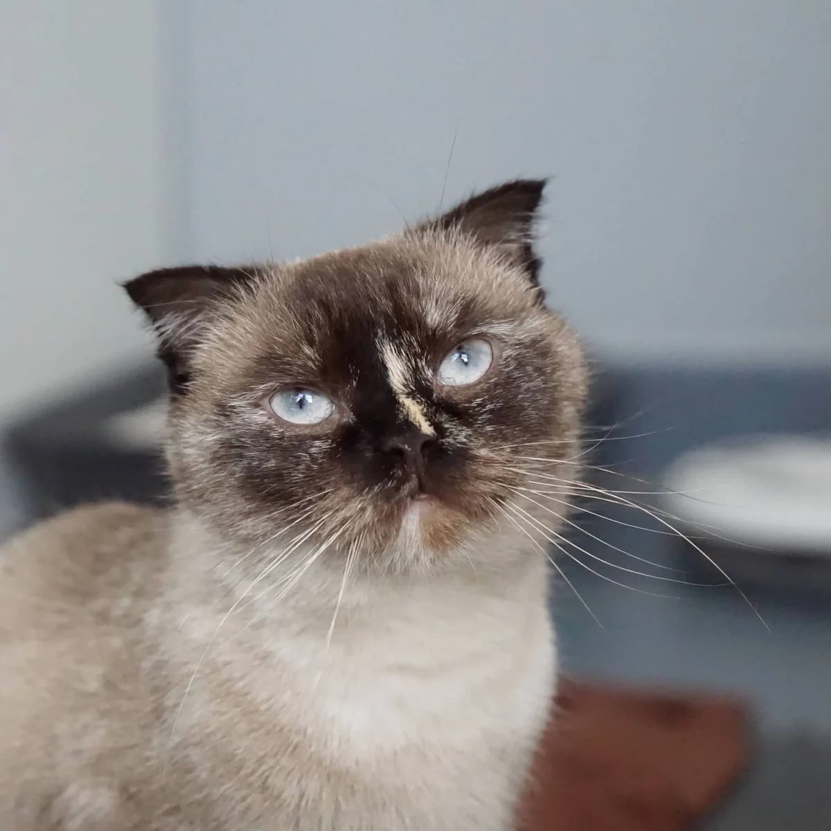 Mira, female Scottish Fold for adoption at TierQuarTier Wien, Vienna