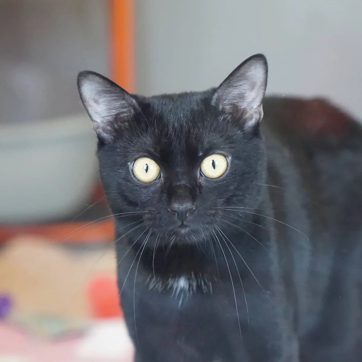Mirio,  (TierQuarTier Wien)
