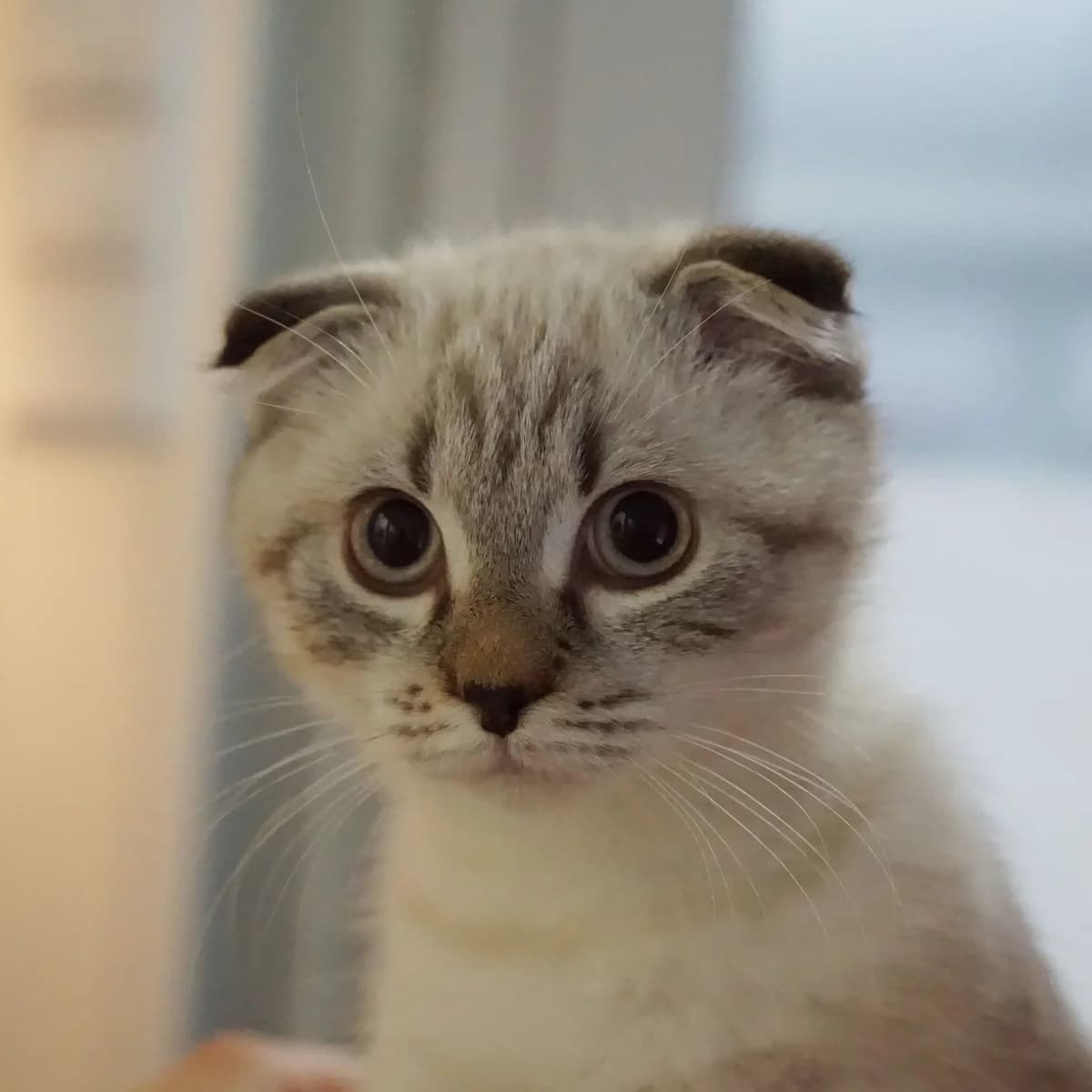 Mogli, male Scottish Fold for adoption at TierQuarTier Wien, Vienna