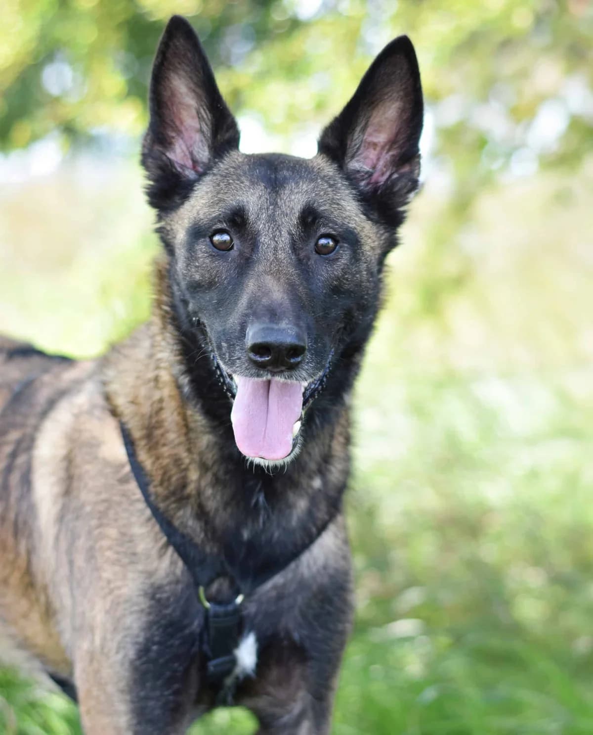 Moretti, male Belgian Malinois for adoption at TierQuarTier Wien, Vienna