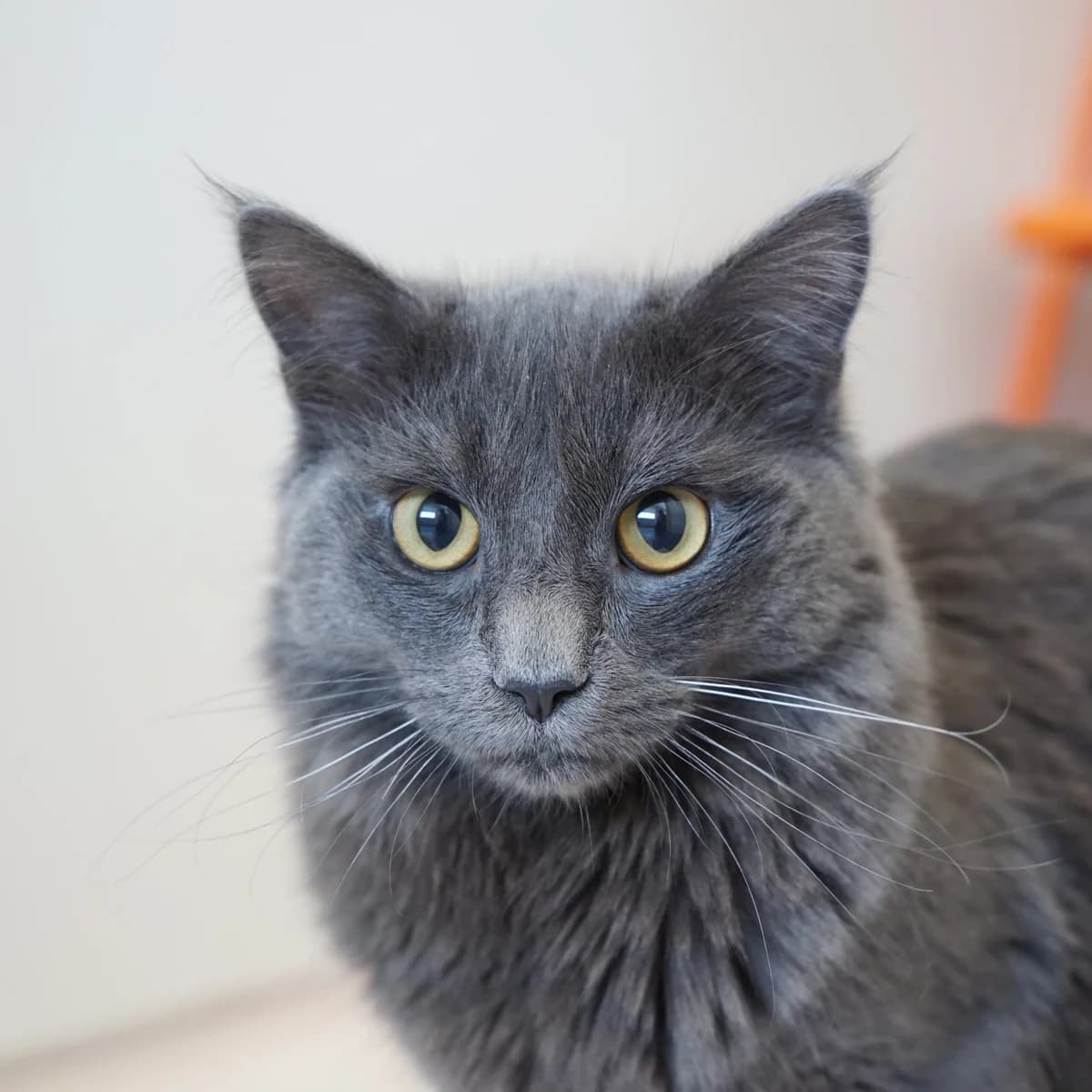 Mullido, male mixed breed for adoption at TierQuarTier Wien, Vienna