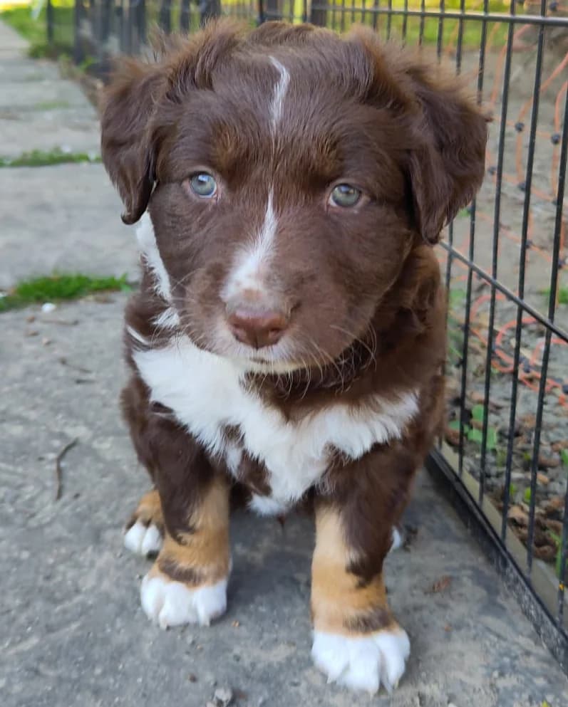 Nanouk, male Mixed Breed for adoption at TierQuarTier Wien, Vienna