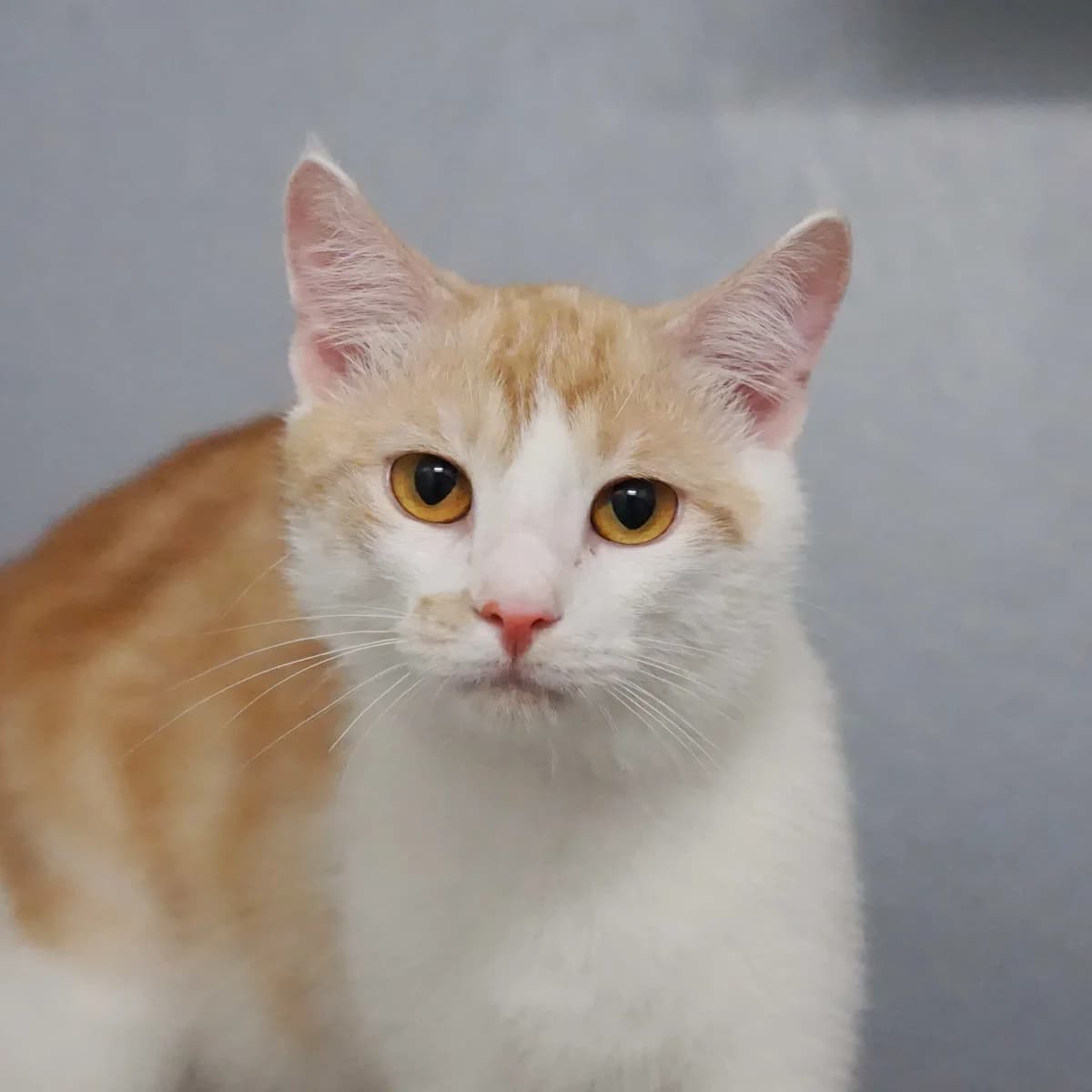 Nemo, male mixed breed for adoption at TierQuarTier Wien, Vienna