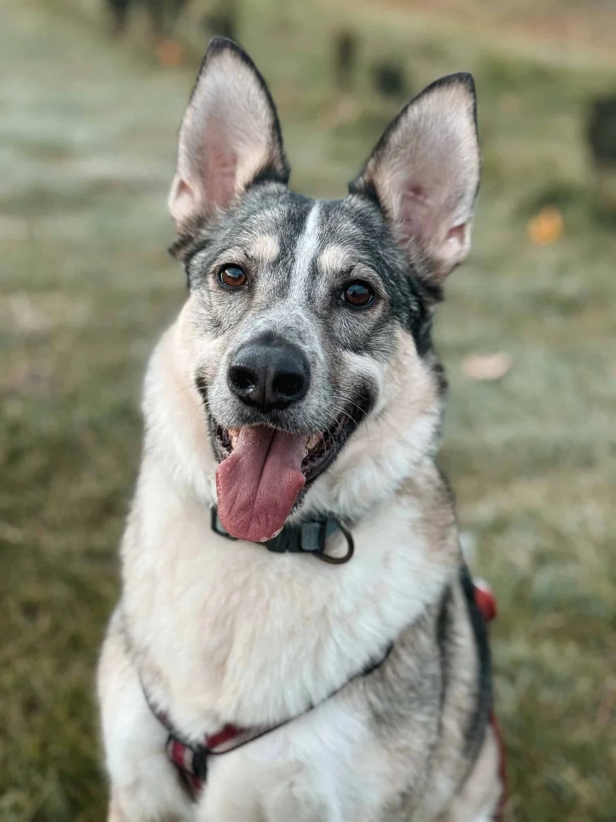 Neo, male Mixed Breed for adoption at TierQuarTier Wien, Vienna