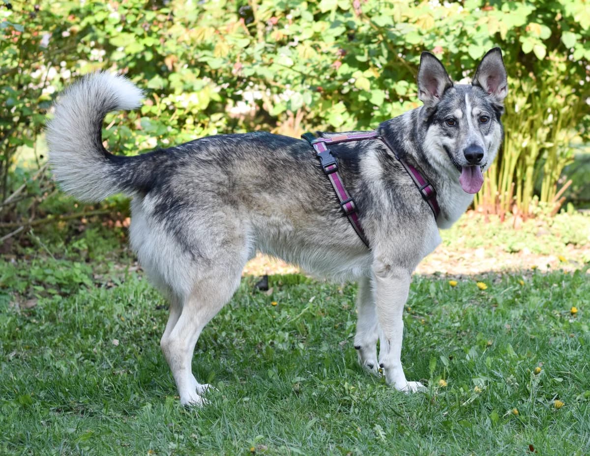 Neo, male Mixed Breed for adoption at TierQuarTier Wien, Vienna — photo 2 of 5