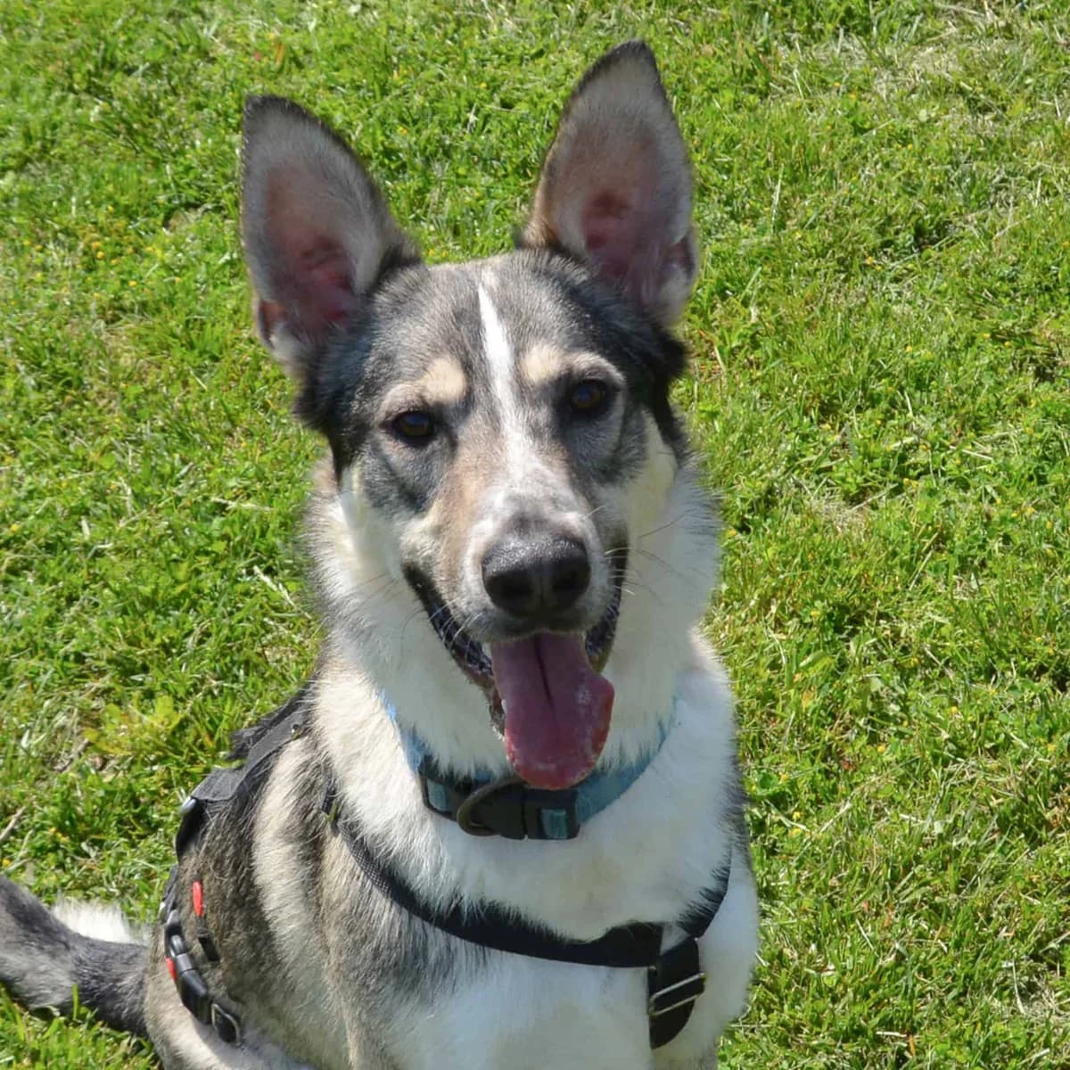Neo, male Mixed Breed for adoption at TierQuarTier Wien, Vienna — photo 3 of 5