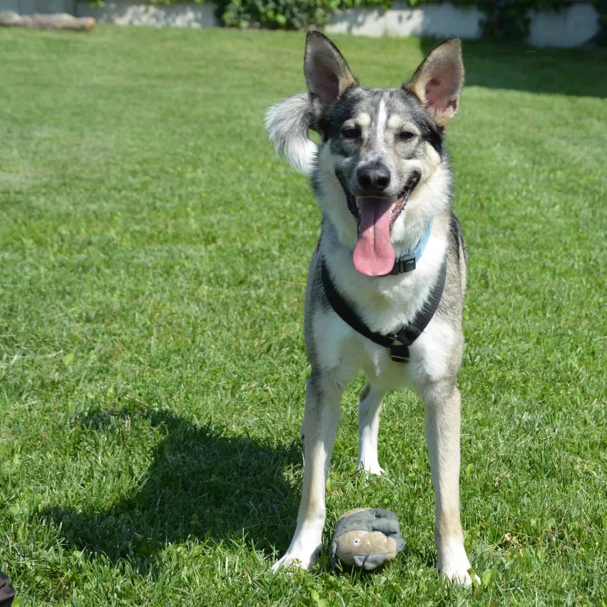 Neo, male Mixed Breed for adoption at TierQuarTier Wien, Vienna — photo 4 of 5